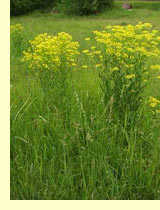 Свербига восточная (Bunias orientalis L.) Свербига восточная (Bunias orientalis L.)